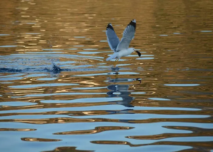 Sifneiko Arxontiko * Faros (Sifnos)