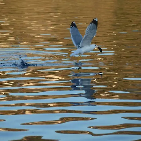 Sifneiko Arxontiko * Faros (Sifnos)